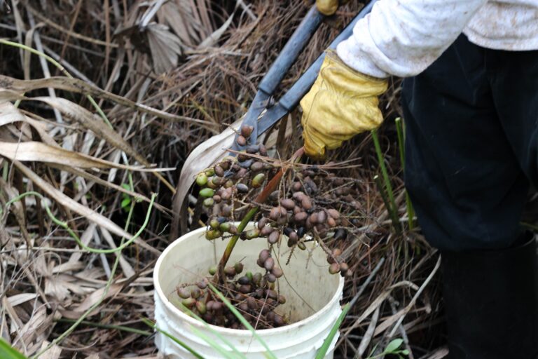 EXTENSION NOTES Permit Required For Those Who Sell Saw Palmetto Berries