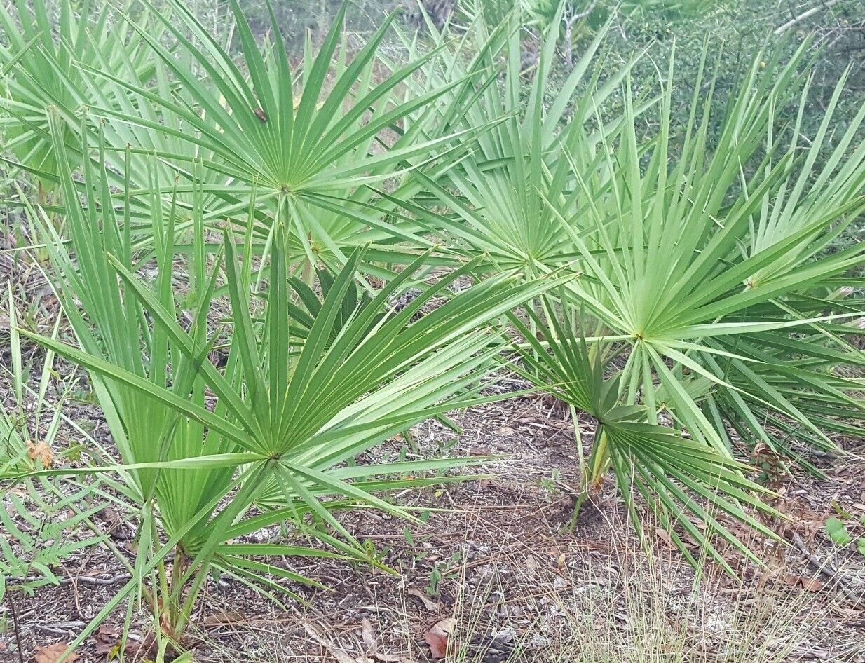 Saw Palmetto Berry Permission Slip Template